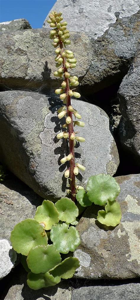 navelcrow|Navelwort .